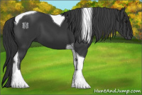 Horse Color:Black Tobiano 