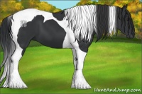 Horse Color:Black Tobiano 