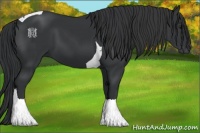Horse Color:Black Tobiano 