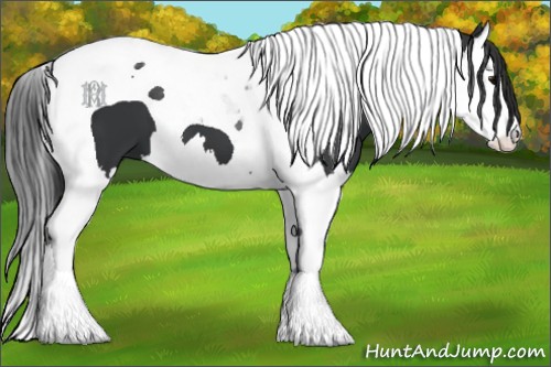 Horse Color:Black Splash Tobiano 