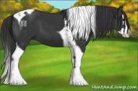Horse Color:Black Splash Tobiano