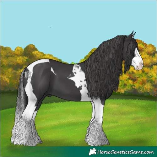 Horse Color:Black Splash Tobiano 