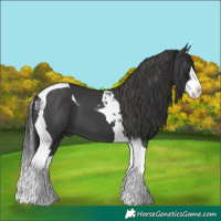 Horse Color:Black Splash Tobiano