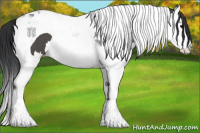 Horse Color:Black Splash Tobiano