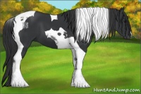 Horse Color:Black Tobiano 