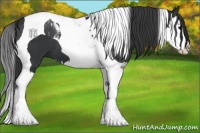 Horse Color:Black Splash Tobiano 