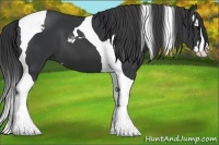 Horse Color:Black Splash Tobiano