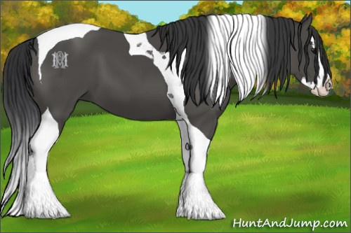 Horse Color:Black Splash Tobiano