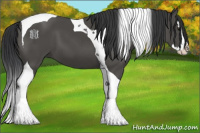 Horse Color:Black Splash Tobiano 