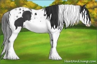 Horse Color:Black Splash Tobiano 