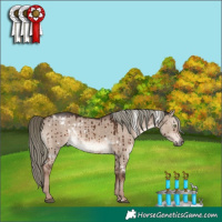 Horse Color:White Spotted Liver Red Dun Mushroom Rabicano Brindle 
