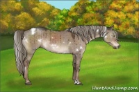 Horse Color:White Spotted Liver Red Dun 