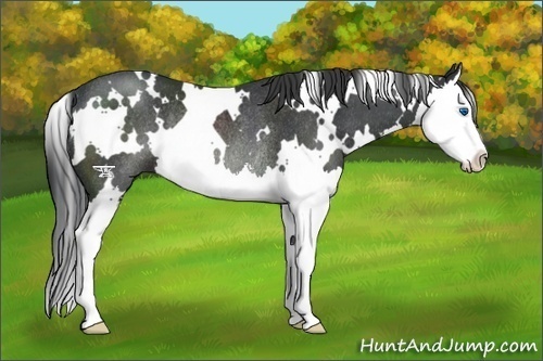 Horse Color:White Spotted Black Sabino Splash Rabicano