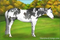Horse Color:White Spotted Black Sabino Splash Rabicano 