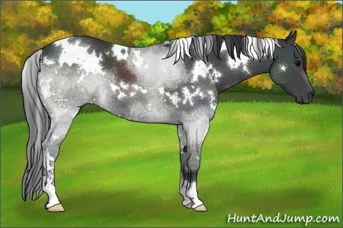 Horse Color:White Spotted Black Sabino