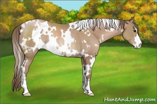 Horse Color:White Spotted Black Pearl Sabino Rabicano 