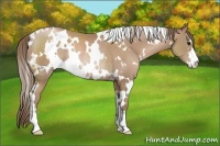 Horse Color:White Spotted Black Pearl Sabino Rabicano 