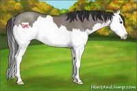 Horse Color:Grullo Sabino Splash 