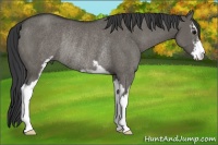 Horse Color:Grullo Sabino Rabicano 