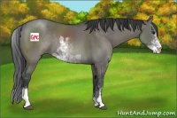 Horse Color:Grullo Sabino Rabicano