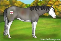 Horse Color:Grullo Splash 