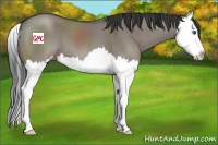 Horse Color:Grullo Sabino Splash 