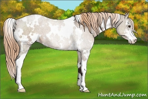 Horse Color:White Spotted Liver Red Dun Sabino