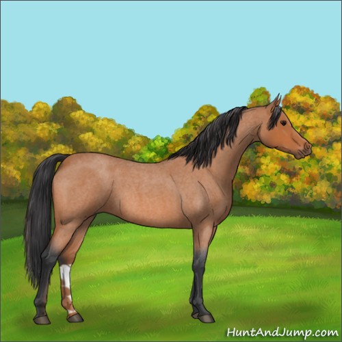 Horse Color:Bay Roan 