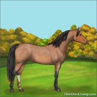 Horse Color:Bay Roan 