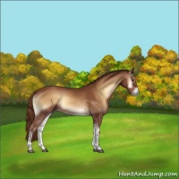 Horse Color:Red Onyx 
