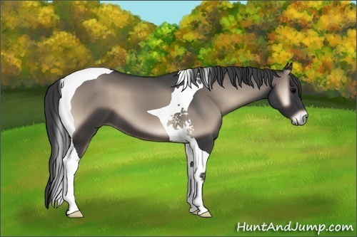 Horse Color:Blue Onyx Tobiano 