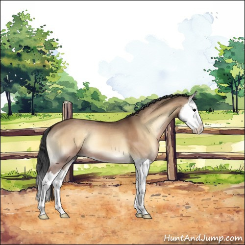 Horse Color:Bay Onyx Sabino Splash 