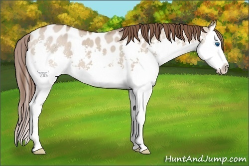 Horse Color:Liver Red Dun Sabino Splash Appaloosa 