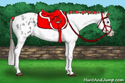 Horse Color:Blue Ice Roan Appaloosa 