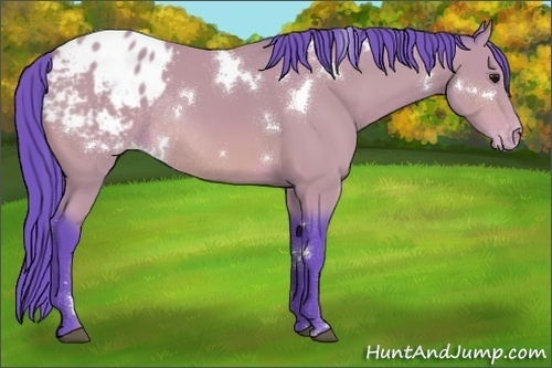 Horse Color:Watercolor White Spotted Bay Varnish Rabicano 