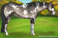 Horse Color:White Spotted Blue Onyx 