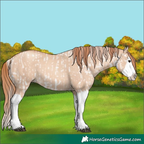 Horse Color:Red Dun Splash Appaloosa  and Gold Champagne Dun Splash 
