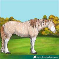 Horse Color:Red Dun Splash Appaloosa  and Gold Champagne Dun Splash 