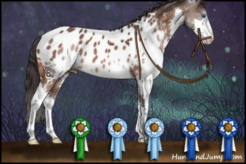 Horse Color:Bay Splash Appaloosa 