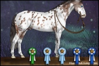 Horse Color:Bay Splash Appaloosa 