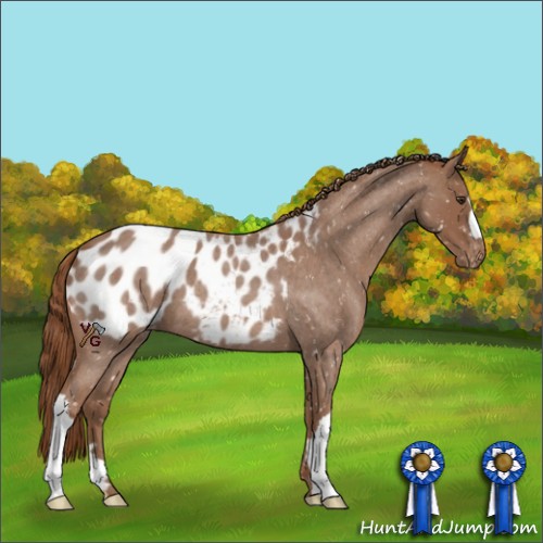 Horse Color:Red Roan Near Leopard 