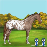 Horse Color:Red Roan Appaloosa 