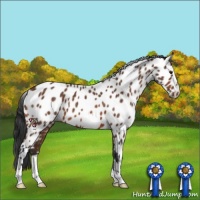 Horse Color:Brown Appaloosa