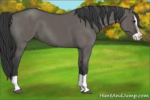 Horse Color:Grullo Splash 