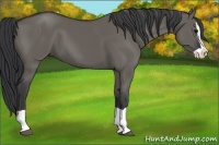Horse Color:Grullo Splash 