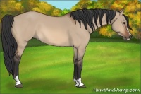 Horse Color:Brown Dun Sabino 