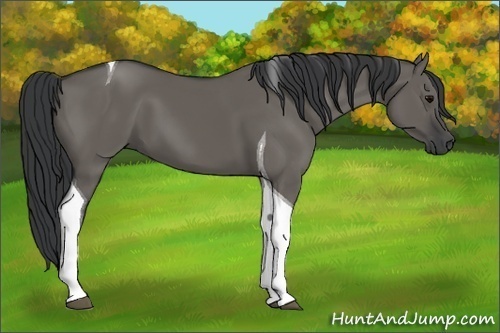 Horse Color:Grullo Tobiano