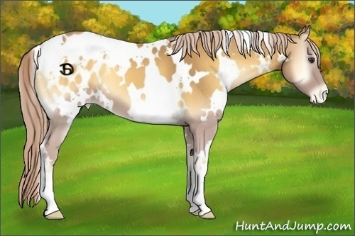 Horse Color:White Spotted Palomino Roan Onyx Blanket 