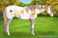 Horse Color:White Spotted Palomino Roan Onyx Appaloosa