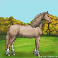 Horse Color:Red Dun Rabicano Brindle